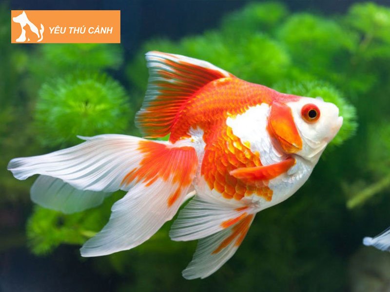 cua-hang-quynh-dan-thucanh