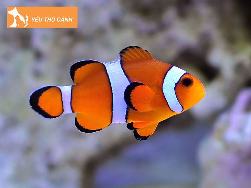 cua-hang-tho-can-tho-thucanh