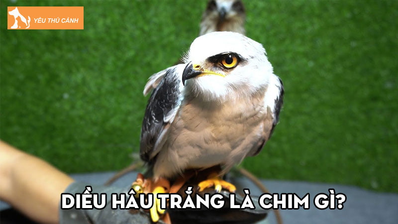 dieu-hau-trang-la-chim-gi-nhung-kien-thuc-thu-vi-ban-nen-biet-thucanh