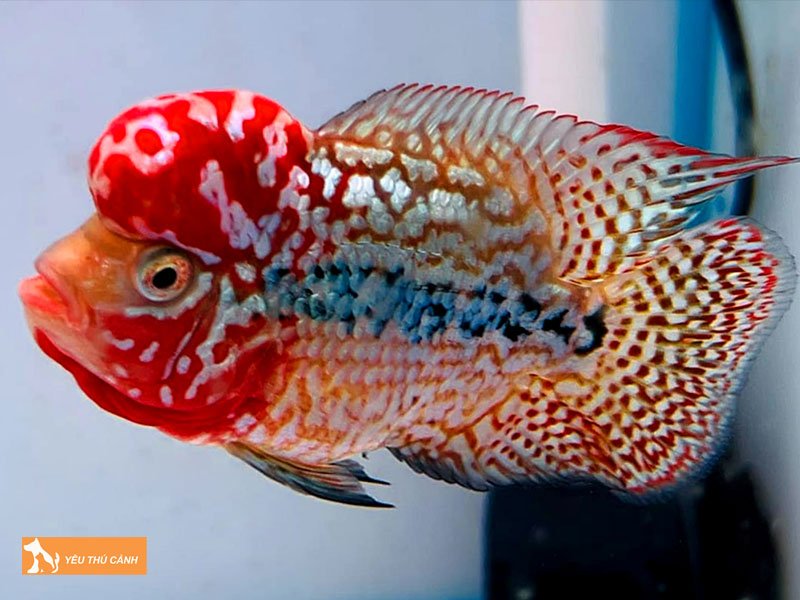 gia-chu-tuoi-ky-hoi-menh-moc-nen-nuoi-ca-gi-thucanh