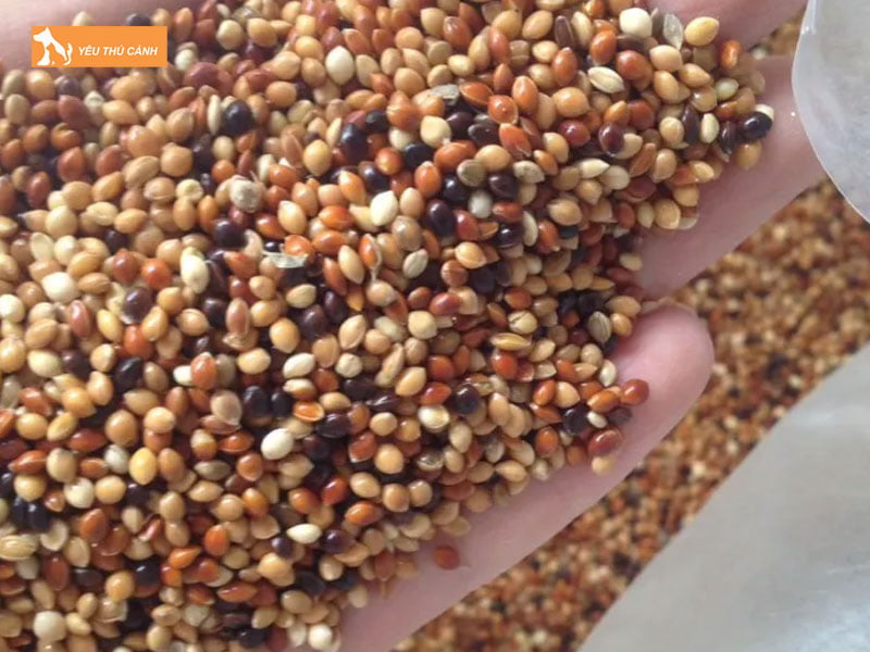 Hat-co-thai-la-gi-thucanh