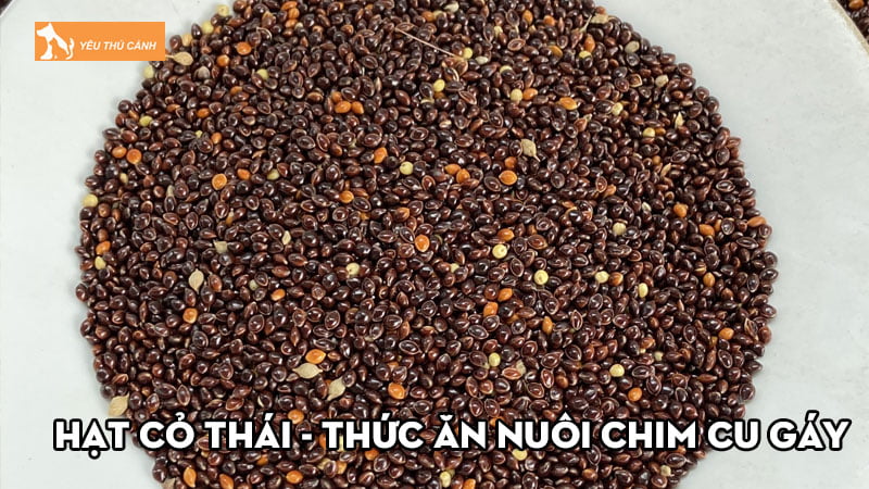 Hạt cỏ thái – Thức ăn dinh dưỡng cần thiết nuôi chim cu gáy