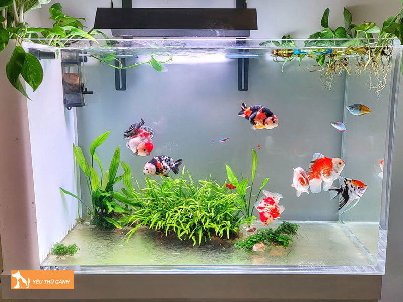 huong-dat-be-ca-phong-thuy-cho-nguoi-tuoi-hoi-thucanh