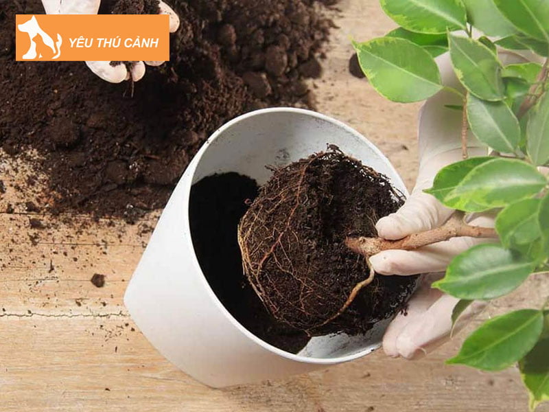 lam-the-nao-de-phuc-hoi-cay-kho-heo-thucanh