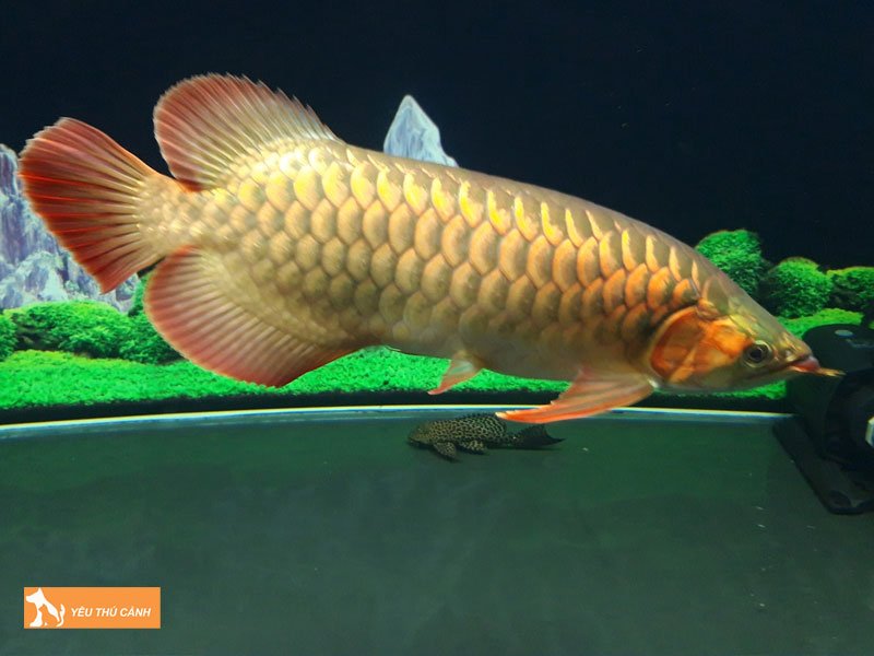 loai-ca-canh-ma-nguoi-tuoi-dinh-hoi-menh-tho-nen-nuoi-la-gi-thucanh