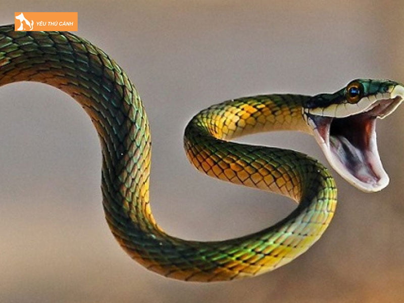 mot-so-dac-diem-cua-loai-ran-thucanh