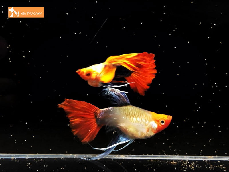 Mot-vai-luu-y-khi-nuoi-ca-bay-mau-thucanh