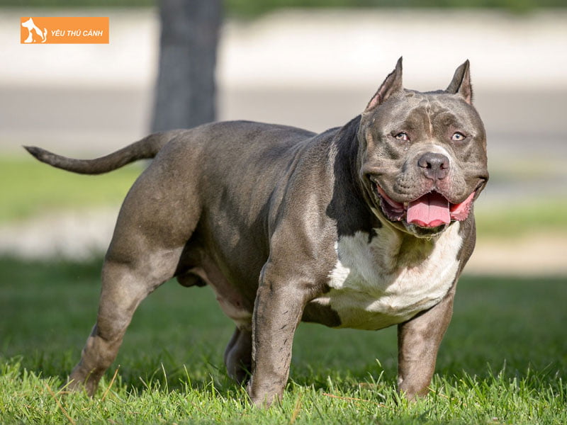 Ngoai-hinh-cho-pitbull-thucanh