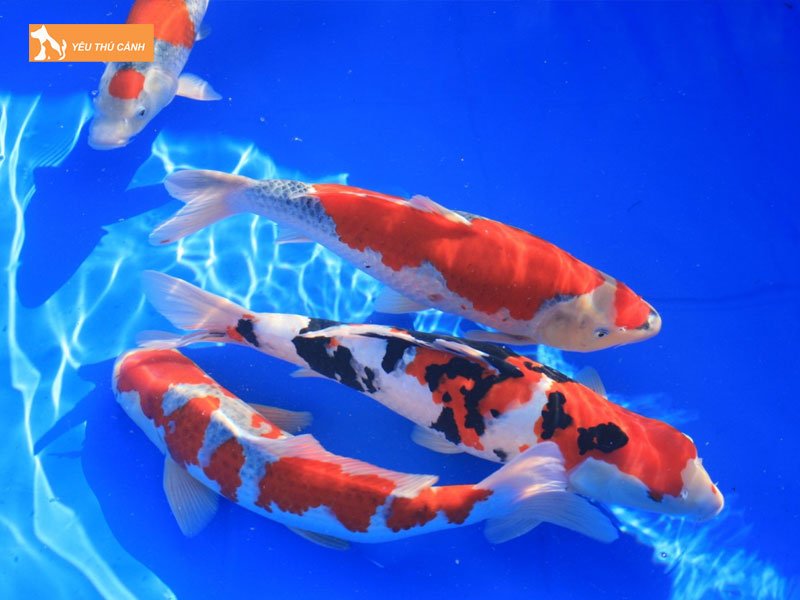 nguoi-at-hoi-menh-hoa-nen-nuoi-ca-gi-thucanh