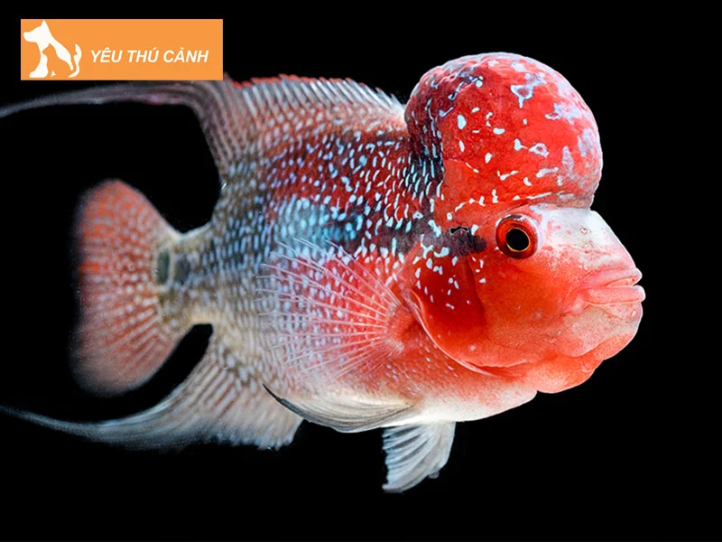 nguon-goc-ca-la-han-thucanh