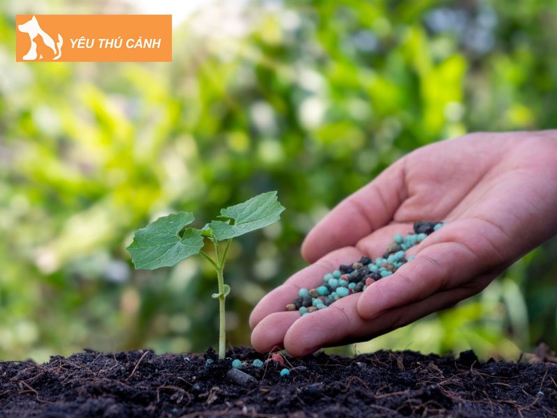 nguyen-nhan-dan-den-tinh-trang-cay-kho-heo-2-thucanh