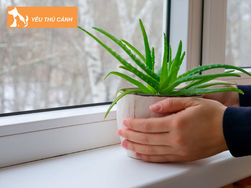 nguyen-nhan-dan-den-tinh-trang-cay-kho-heo-3-thucanh