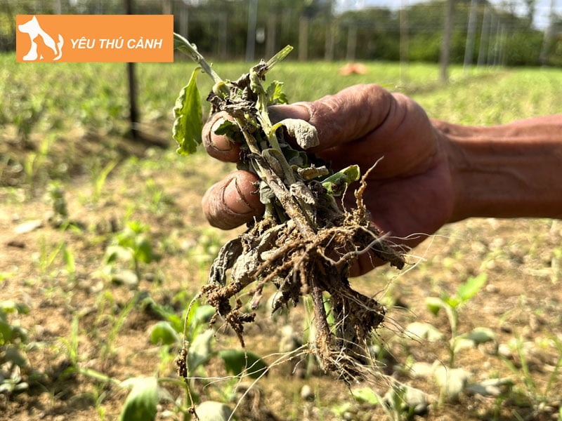 nguyen-nhan-dan-den-tinh-trang-cay-kho-heo-thucanh