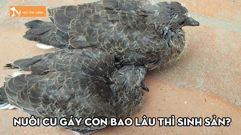 Nuôi cu gáy con bao lâu thì sinh sản? Cách nhận biết và chăm sóc Nuôi cu gáy con bao lâu thì sinh sản? Cách nhận biết và chăm sóc
