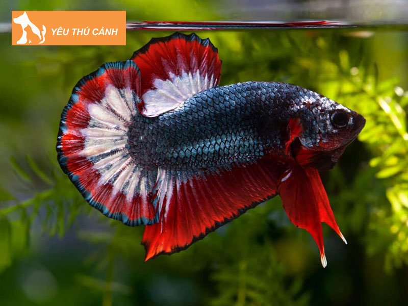 shop-ca-betta-can-tho-thucanh