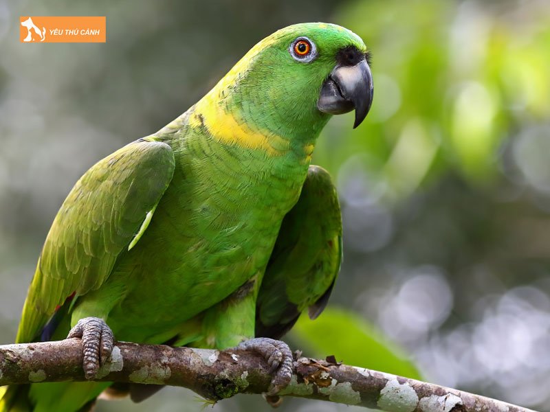 sinh-san-cua-loai-vet-eclectus-thucanh