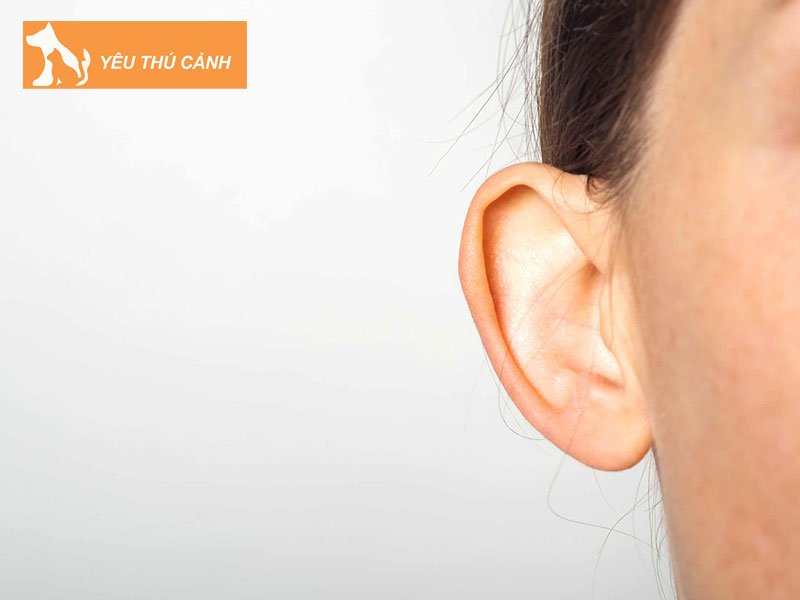 tai-venh-la-gi-thucanh