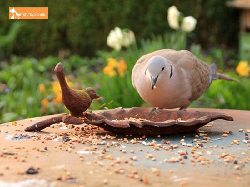 Thanh-phan-dinh-duong-tu-hat-co-thai-can-thiet-cho-chim-cu-gay-thucanh