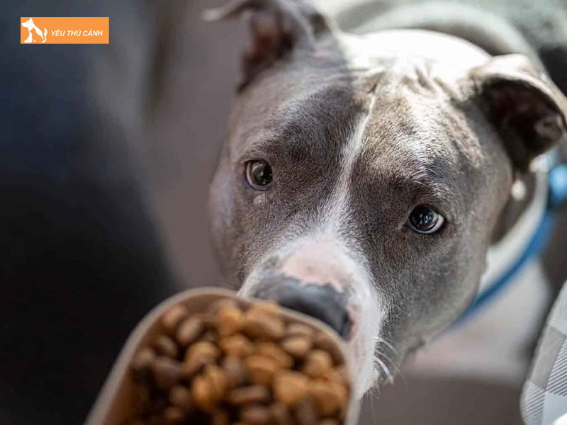 Thuc-an-cua-pitbull-la-gi-thucanh