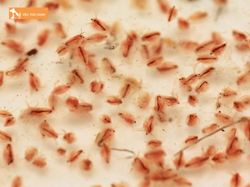 Thuc-an-tuoi-thucanh