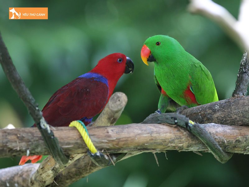 tinh-cach-va-loi-song-cua-vet-eclectus-thucanh