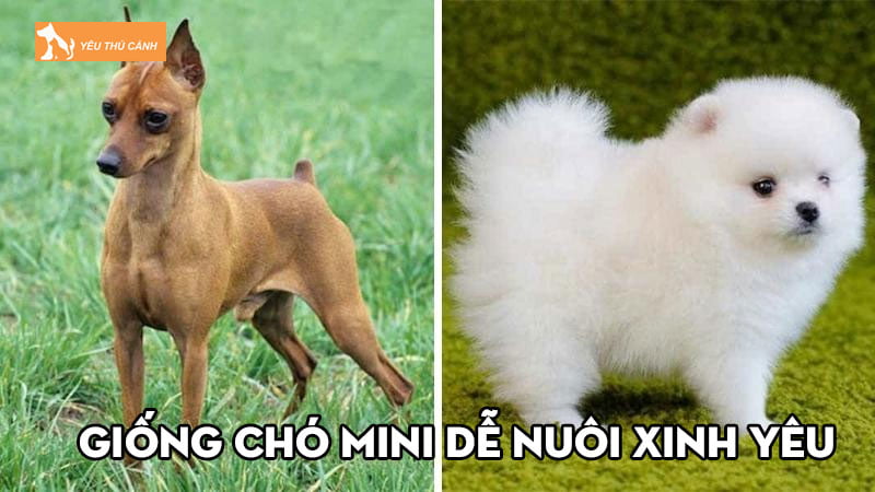 Top 5+ giống chó mini dễ nuôi, xinh yêu hết nấc cho hội mê cún Top 5+ giống chó mini dễ nuôi, xinh yêu hết nấc cho hội mê cún