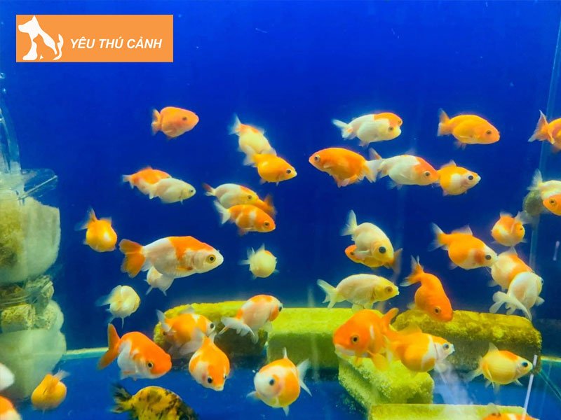 trai-ca-canh-tuan-guppy-thucanh
