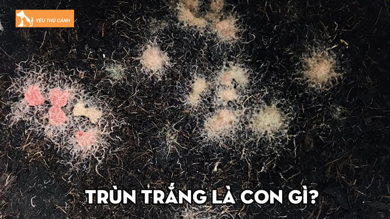 Trùn trắng là con gì? Cách nuôi chúng như thế nào hiệu quả?