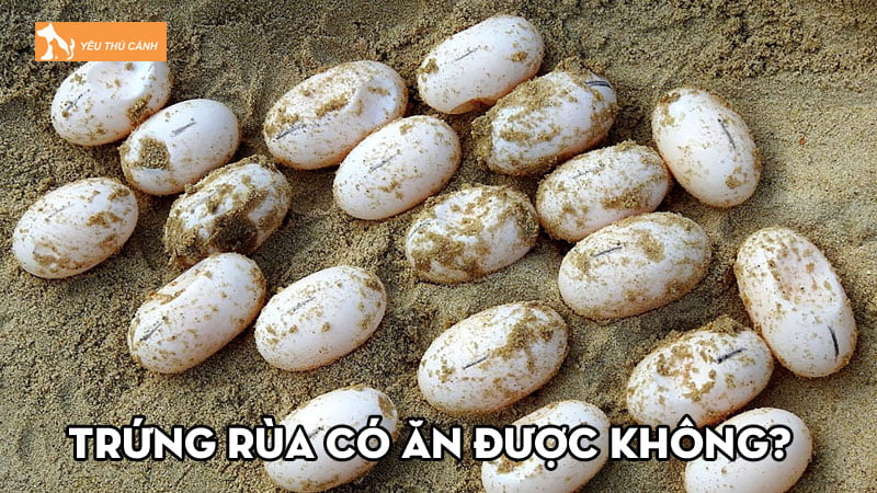 Trứng rùa có ăn được không? Những lưu ý nên biết Trứng rùa có ăn được không? Những lưu ý nên biết