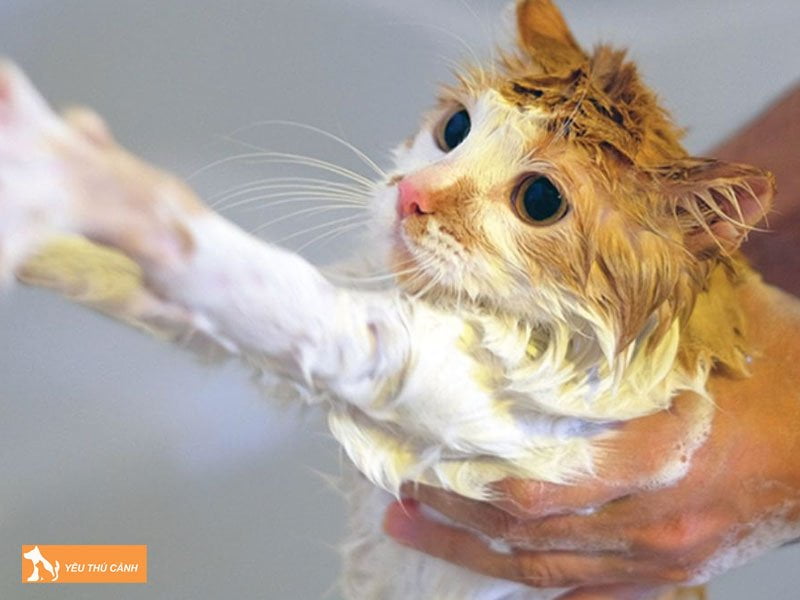 tu-lam-sua-tam-cho-meo-de-khu-mui-co-the-thucanh