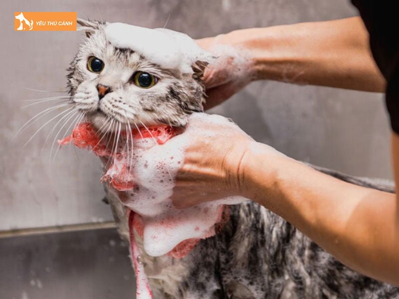 tu-lam-sua-tam-cho-meo-giup-long-bong-muot-thucanh