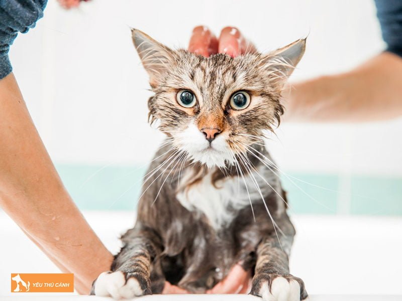 tu-lam-sua-tam-cho-meo-voi-phuong-phap-tri-ve-ran-1-thucanh