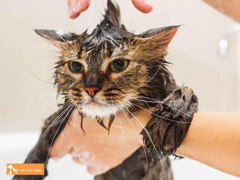 tu-lam-sua-tam-cho-meo-voi-phuong-phap-tri-ve-ran-2-thucanh