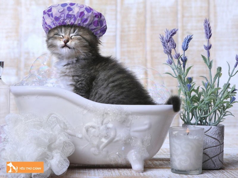 tu-lam-sua-tam-cho-meo-voi-phuong-phap-tri-ve-ran-thucanh