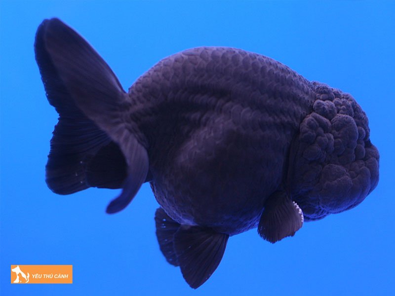 tuoi-tan-hoi-menh-kim-thi-nen-nuoi-ca-canh-gi-thucanh