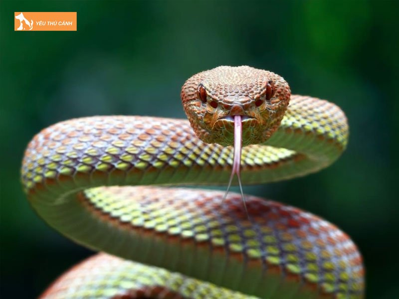 tuoi-tho-cua-ran-khac-biet-ra-sao-giua-cac-loai-thucanh