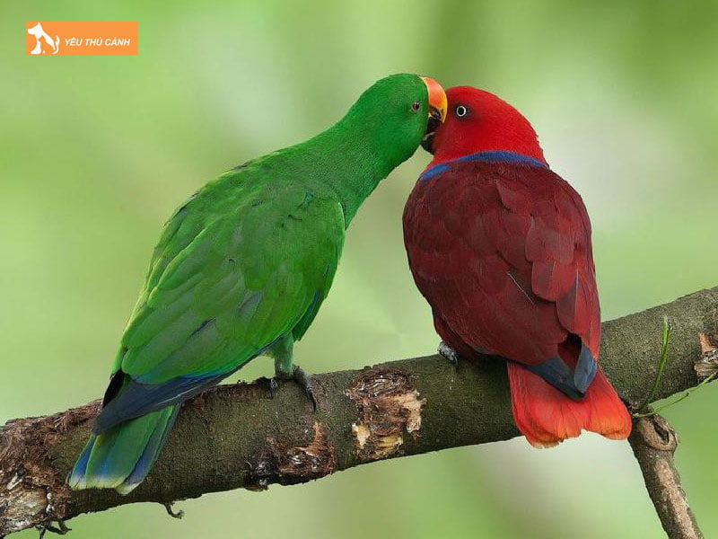 vet-eclectus-la-con-gi-chung-co-dac-diem-ra-sao-thucanh