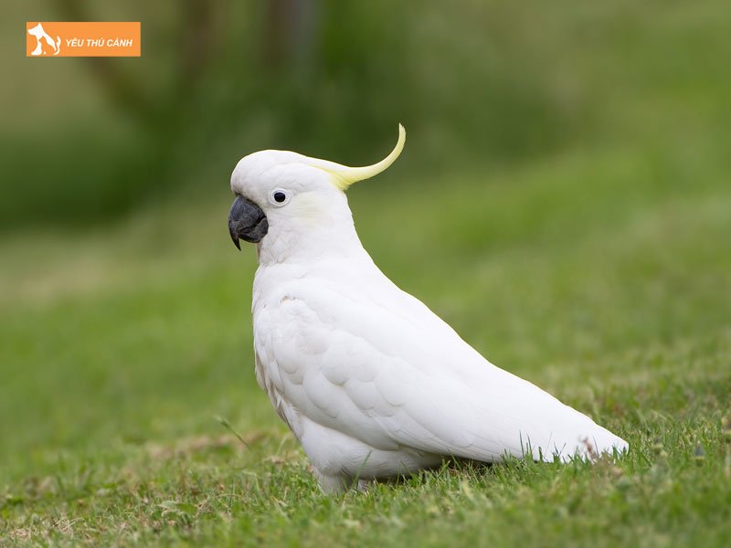 vet-mao-sulphur-thucanh