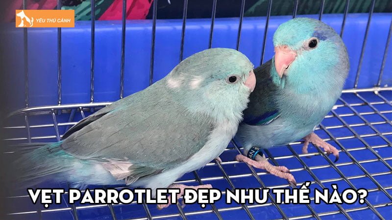 Vẹt Parrotlet đẹp như thế nào? Nuôi chúng ra sao đúng cách? Vẹt Parrotlet đẹp như thế nào? Nuôi chúng ra sao đúng cách?