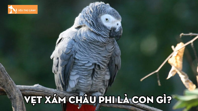 Vẹt xám châu Phi là con gì? Cách chăm sóc và huấn luyện chúng Vẹt xám châu Phi là con gì? Cách chăm sóc và huấn luyện chúng