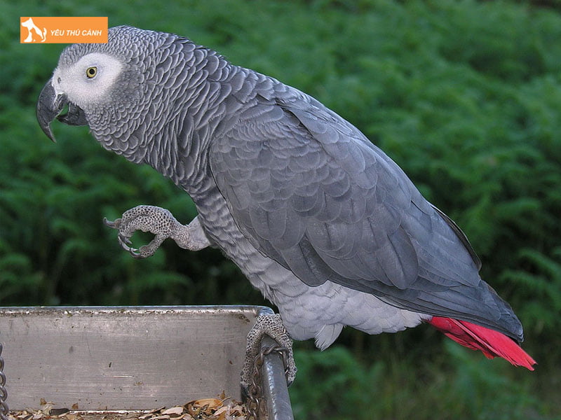 vet-xam-chau-phi-thucanh