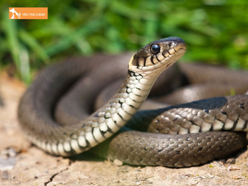 vong-doi-sinh-truong-cua-ran-1-thucanh