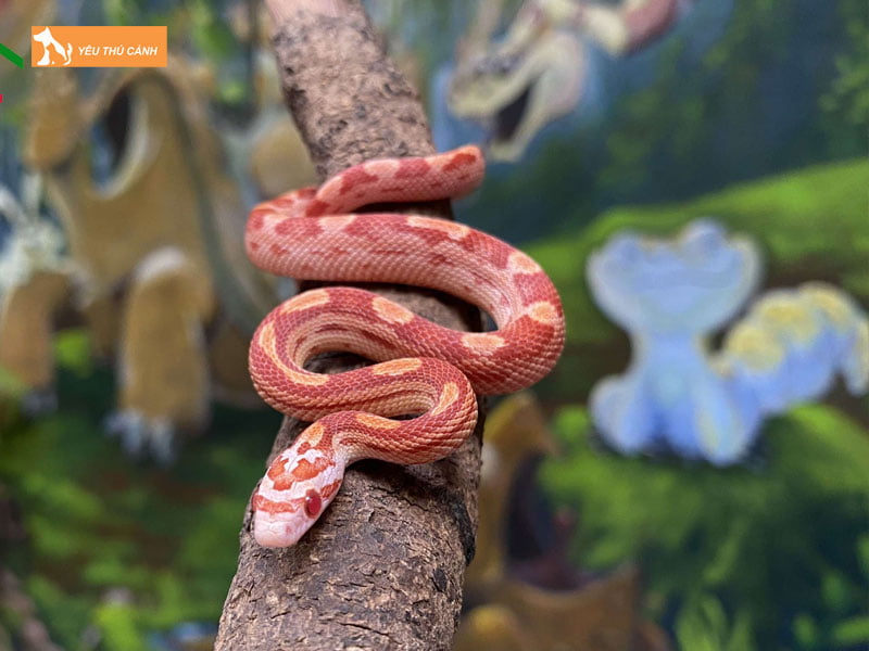 vong-doi-sinh-truong-cua-ran-thucanh