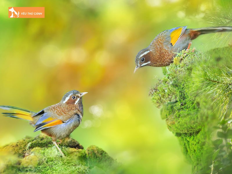 xac-dinh-tuoi-tho-chim-nhu-the-nao-thucanh