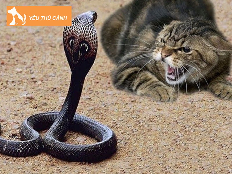 nam-mo-thay-meo-can-ran-thucanh