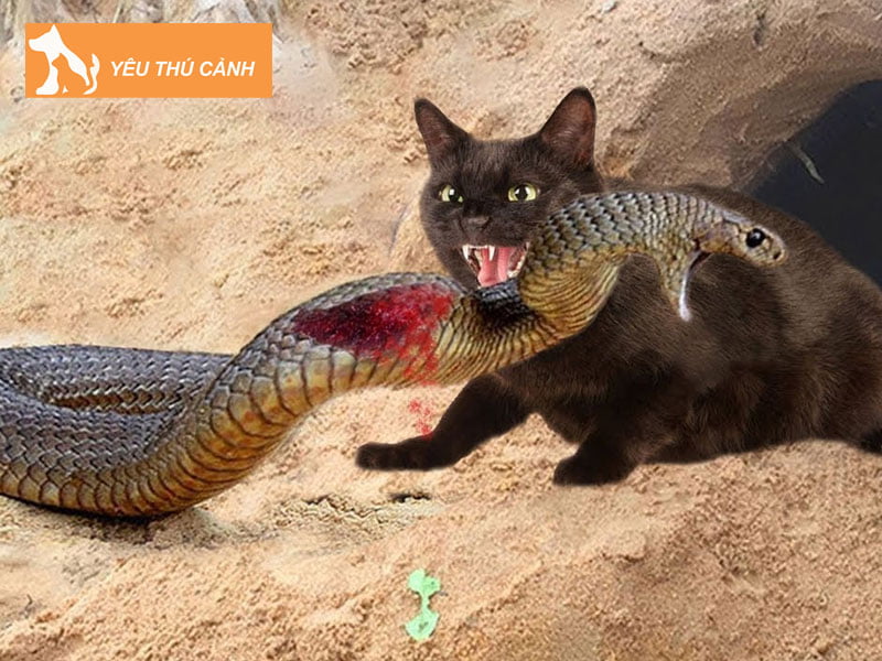 mo-thay-meo-danh-nhau-voi-ran-1-thucanh