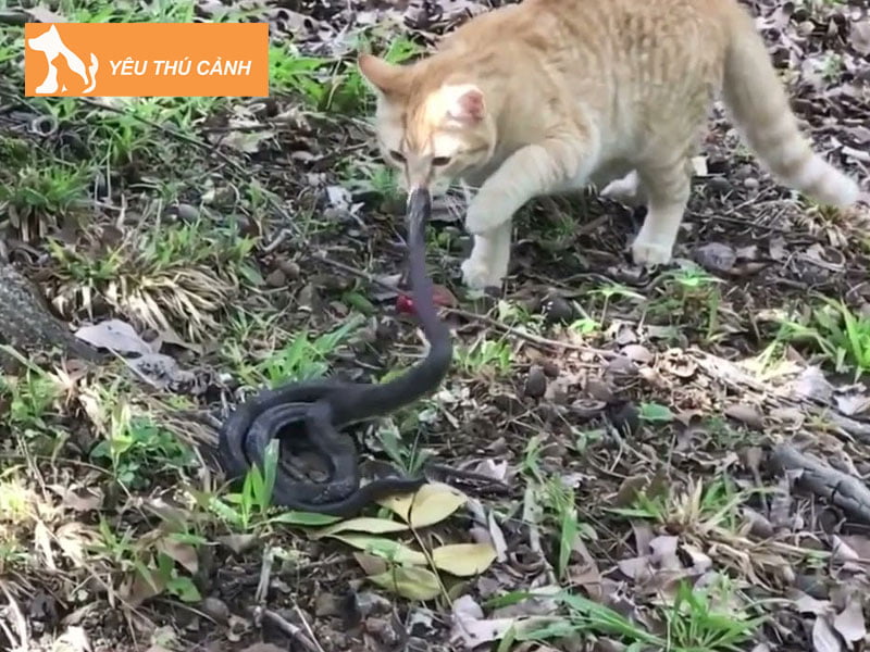 mo-thay-meo-danh-nhau-voi-ran-2-thucanh