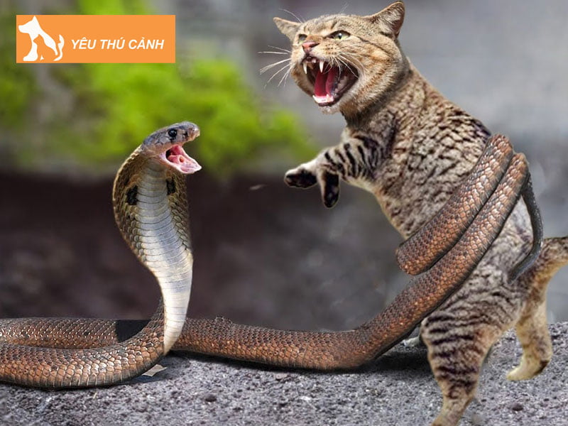 mo-thay-meo-danh-nhau-voi-ran-la-so-may-con-meo-so-may-thucanh