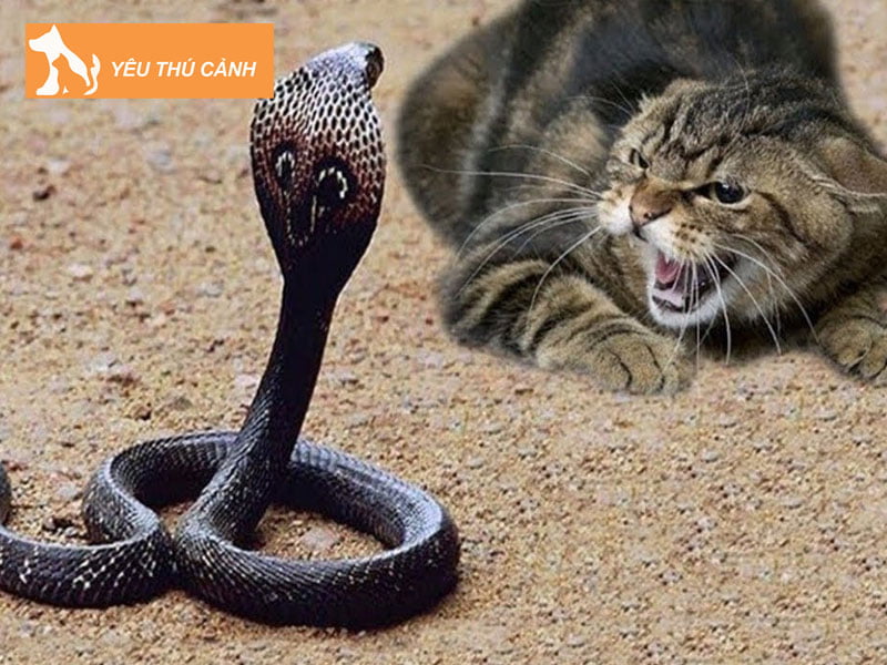 mo-thay-meo-danh-nhau-voi-ran-thucanh