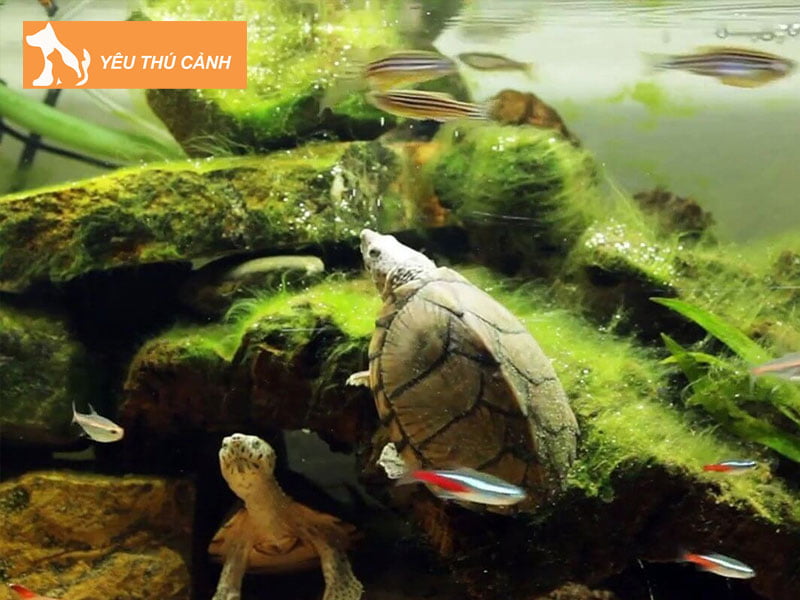 cach-nuoi-rua-phong-thuy-trong-nha-1-thucanh